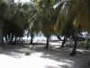 Palmen am Strand, click to enlarge