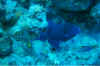 Blauer_Fischli 01.jpg (78270 Byte)