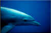 Delphine 02.jpg (31731 Byte)