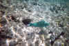 Fisch 18.jpg (2304787 Byte)