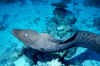 Murne 01.jpg (82333 Byte)