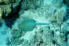 Rochen 06.jpg (97725 Byte)