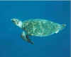 schildkroete 01.jpg (33717 Byte)